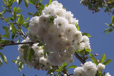 Prunus Avium
